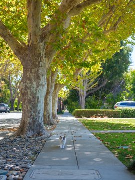 A small white dog walking along a sunlit sidewalk lined with large trees casting dappled shadows.