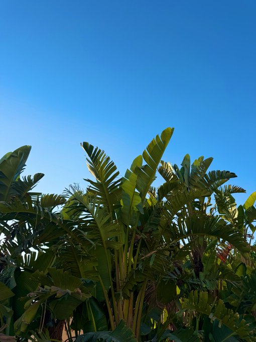Lush green palm fronds rise against a clear blue sky, mirroring the post's optimistic "Gm" greeting as new growth symbolizes fresh bullish opportunities blooming in the Solana ecosystem.