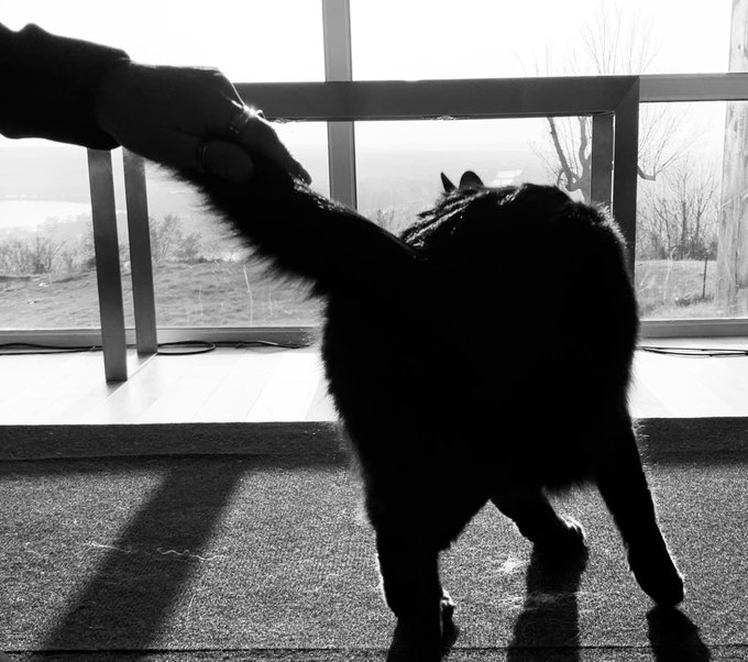 A black and white photo of a silhouetted black cat holding a person's hand while standing by a large window with a view of water and hills.