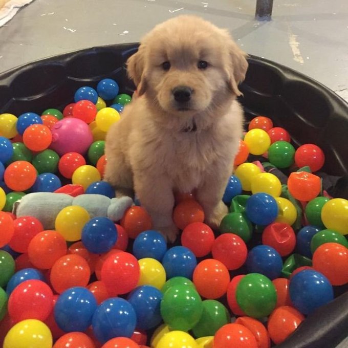 An adorable golden retriever puppy sitting in a black tub filled with colorful plastic balls.