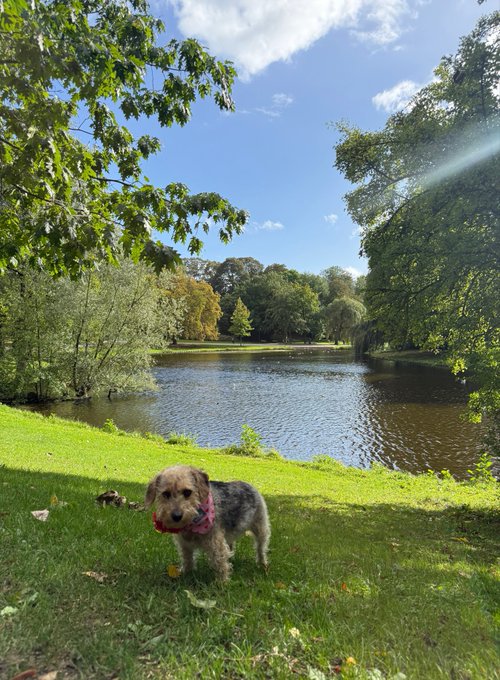 A small scruffy dog wearing a pink bandana stands on green grass in a sunlit park next to a lake surrounded by trees.