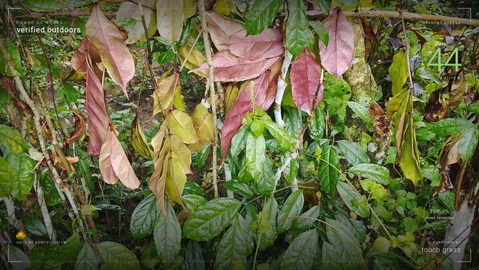 A lush tropical rainforest scene with large leaves in various colors including green, yellow, and reddish-brown. Text overlays indicate 'verified outdoors', '44', 'trek', 'enter, start', and 'touch grass'.