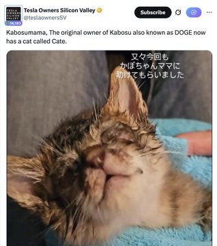 A smiling kitten named Cate is shown wrapped in a blue towel, displayed in a post from @teslaownersSV referencing $CATE as the "sister cat of Doge," promoting a meme coin alongside the original Kabosu/DOGE community.
