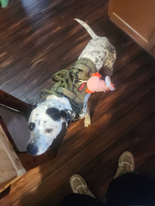 A black and white spotted dog wearing a green tactical harness with a pink 'I LOVE' tag, standing on a wooden floor next to a person's feet in sneakers.