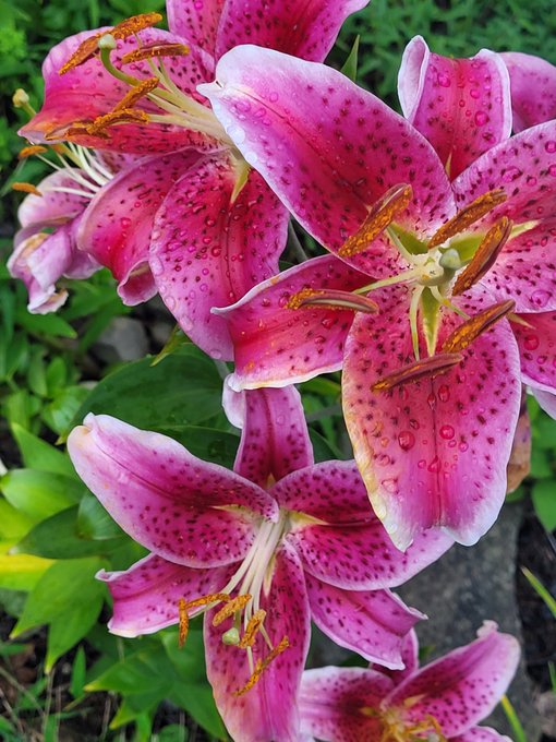 A close-up photograph of vibrant pink stargazer lilies covered in water droplets, showing their spotted petals and prominent stamens.
