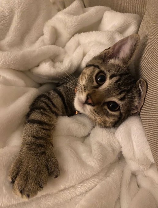 A tabby cat named Luna rests comfortably on a fluffy white blanket, her big eyes gazing directly at the camera. The cozy image captures Luna's sweet, innocent expression as she invites viewers to say hello for good luck.