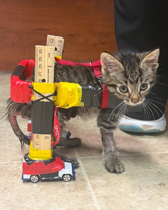 A tabby kitten with a slight underbite wears a makeshift contraption made of rulers, tape, and toy cars attached to its body, standing on a tiled floor next to a person's foot.