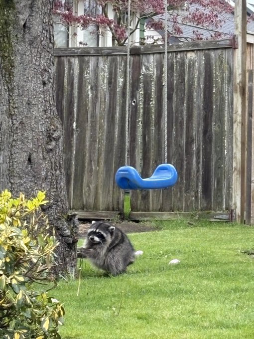 A raccoon sits on green grass in a backyard next to a tree, with a blue plastic swing hanging from a wooden fence in the background.