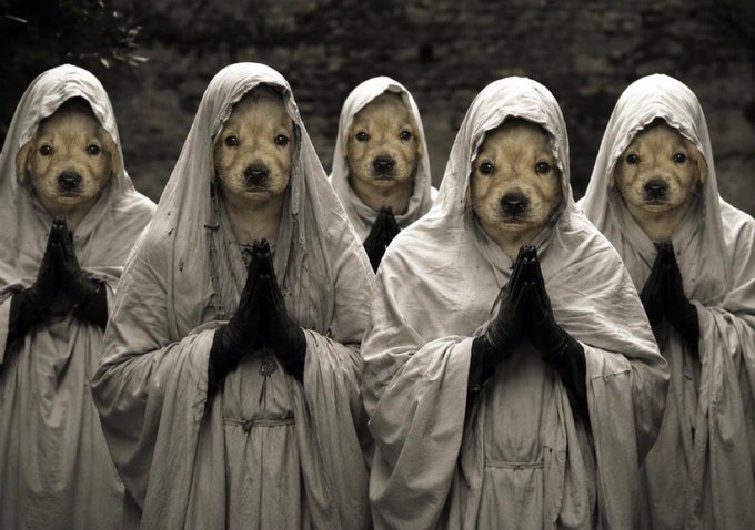 The image features a group of five dogs dressed up as monks, all wearing white robes with hoods over their heads. The dogs are arranged in two rows, with three dogs in each row. They appear to be posing for a photo or participating in an event related to the concept of "monks." The background is blurred and out of focus, drawing attention to the dogs dressed as monks.