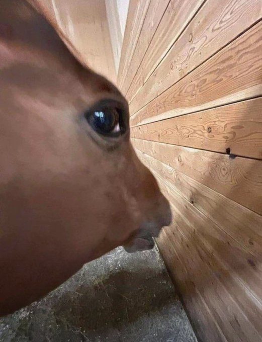 A close-up profile shot of a brown horse's face inside a stable with wooden plank walls, looking past the camera.