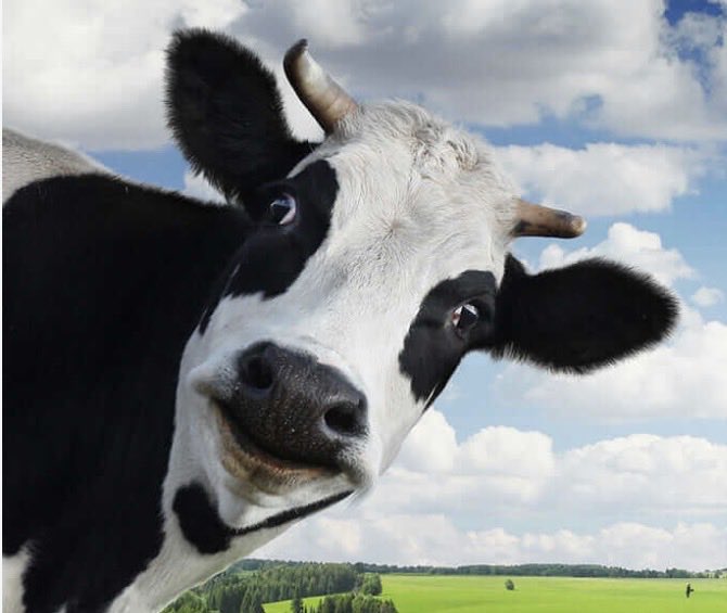 A close-up of a black-and-white dairy cow with horns peers toward the camera against a bright blue sky, with rolling green pastures visible below. The image playfully ties into the $cow Solana memecoin, using the literal animal as a mascot for the token.