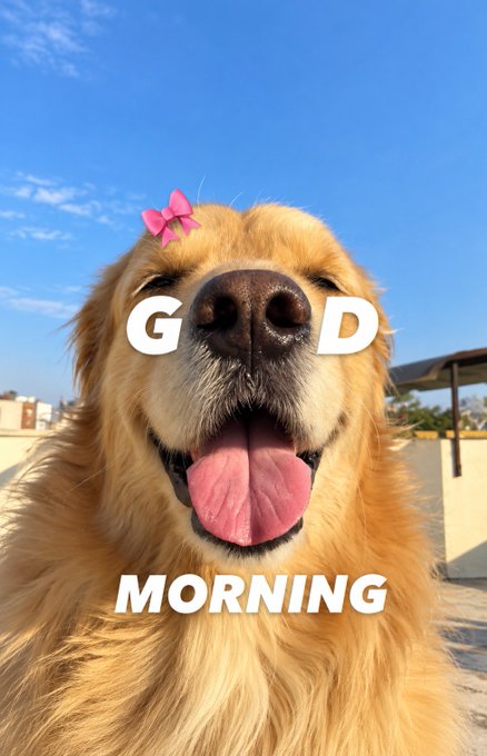 A golden retriever with a pink bow on its head has the text "G D MORNING" overlaid on the image, with its tongue out against a blue sky background.