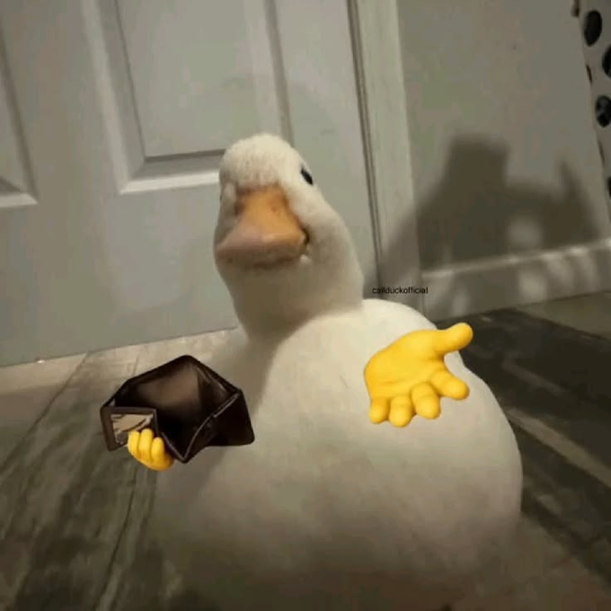 A white duck stands on a wooden floor holding a black wallet in one yellow cartoonish hand and gesturing with the other, with the watermark "caitfuckofficial" visible.