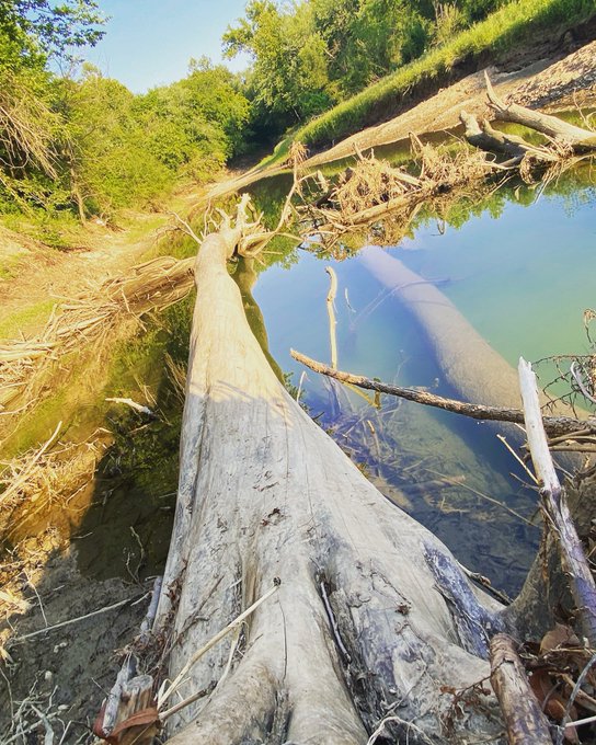 A fallen tree trunk extending into a calm, reflective body of water, with lush green trees lining the banks under a sunny sky.