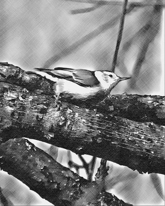 Black and white stylized sketch of a white-breasted nuthatch perched on a tree branch.