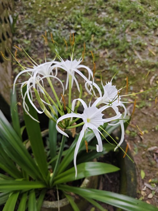 The image features a group of white flowers with green stems, which appear to be in full bloom. The flowers are located near the center of the frame, drawing attention as they stand out against the background. In the surrounding area, there are some plants and trees visible, adding depth and context to the scene. The post about X fam is related to the image because it contains a caption that reads "Good Morning !" followed by an explanation of what the post says. This connection between the image and the post creates a sense of harmony in the overall composition.