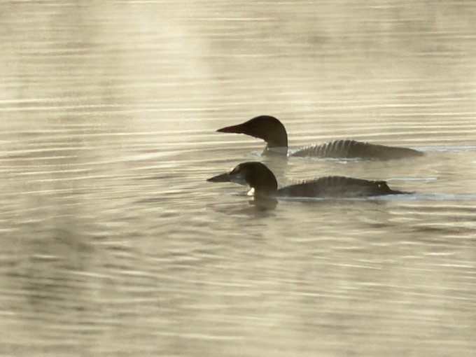 Two loons swimming on calm water at golden hour, their distinctive dark heads and striped backs visible as they glide peacefully together.