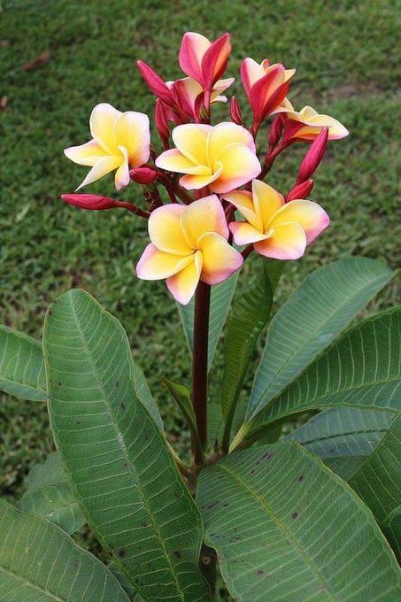 The image features a close-up view of a vibrant flower with multiple petals displaying shades of yellow, pink, and red. The flower stands out against the backdrop of green leaves as part of an outdoor scene captured from a low angle. Above the flower, there is grass growing in an open area that extends into the distance. A caption below the photo reads: "Good Morning @perx_trade currently generates some of the highest activity across the nomisma ecosystem. No noise, just pure building." The image seems to be related to a social media post or another content piece shared by @NomismaNetwork with respect to the flower and the outdoor setting it occupies.