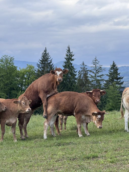Several brown cows stand in a grassy pasture with one cow appearing to mount another, set against a backdrop of evergreen trees and distant mountains under a cloudy sky.
