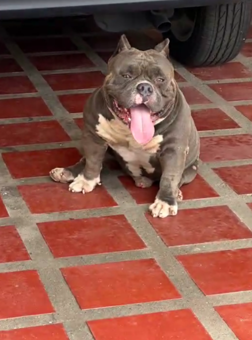 A muscular grey and white pit bull-type dog sits panting on a red brick paved driveway, with the rear tire and bumper of a car visible behind it.