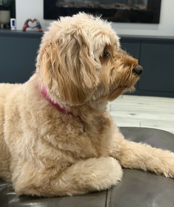 A close-up photo of a fluffy, cream-colored dog wearing a pink harness, lying on a dark surface and looking off to the side.