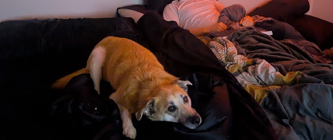 Two dogs cuddling on a dark couch under blankets in a cozy, dimly lit room.