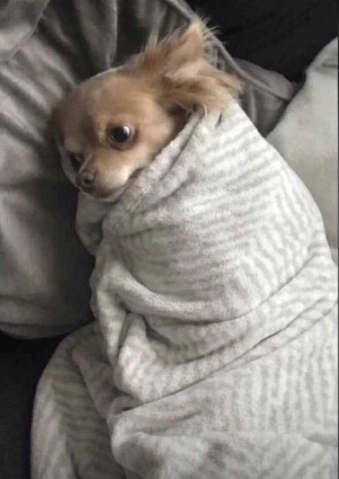 A small tan Chihuahua dog with a mohawk-like tuft of hair on its head, wrapped snugly in a white and gray striped blanket on a couch.