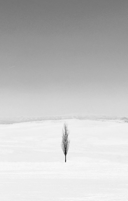 A solitary bare tree stands alone in a vast, minimalist snowy landscape under a gray sky, embodying the quiet stillness referenced in "Frozen Silence." The stark, isolated composition reinforces the contemplative mood of this 1/1 Tezos NFT artwork.