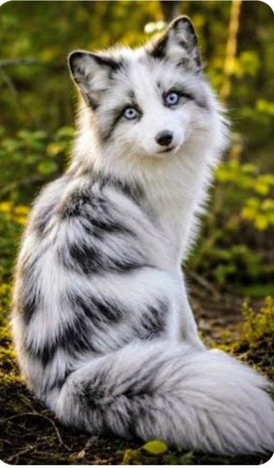 An AI-generated or digitally painted image of a fluffy white and gray fox-like animal with striking blue eyes, sitting and looking backward in a green, forested setting.