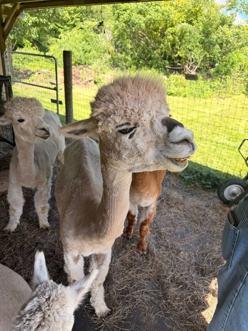 The image features a group of three alpacas standing together inside an enclosure, possibly at a farm or petting zoo. One of the alpacas has its mouth open, as if posing for a photo. The background includes trees and bushes, creating a natural setting for the animals. The caption to the image reads: "Before pepe in 2011, before doge in 2012, before wojak the first real crypto meme was the alpaca. in 2011, one of the only things you could reliably buy with bitcoin was alpaca wool socks from @GrassHillFarmMA $ALPACAS".