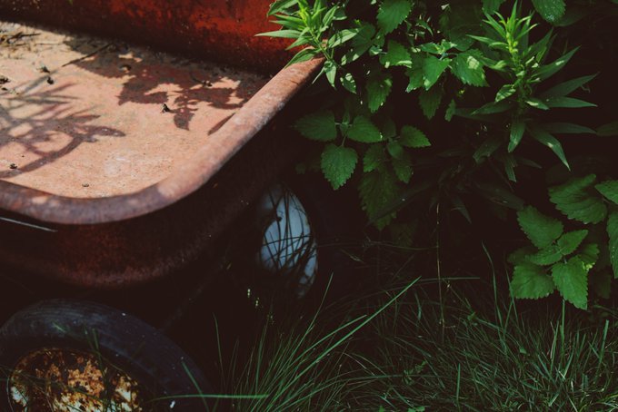 An abandoned rusty red wagon sitting in tall green grass and weeds, with shadows cast across its weathered surface.