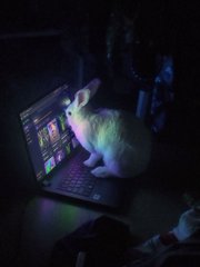 A cat sitting on a laptop keyboard in a dark room, illuminated by the colorful glow of the screen.