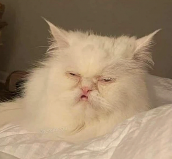 A fluffy white Persian cat with a grumpy, sleepy expression rests on a bed. The image relates to the post by humorously embodying the idea of rejecting clarity—the cat's drowsy, unimpressed face perfectly captures someone tuning out information about the crypto tax bill.