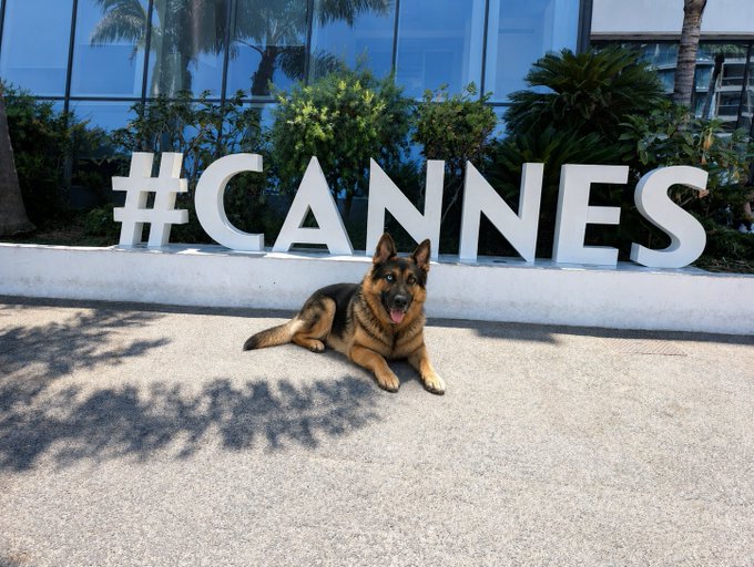 A German Shepherd lounges on the pavement in front of a large "#CANNES" sign, mirroring the dog's namesake "ZAYKO" and tying into the Solana memecoin's Cannes-themed branding and promotion on Pump.fun.