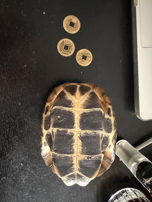 A desiccated turtle shell is arranged on a dark surface with three ancient Chinese coins featuring square central holes, alongside a marker and laptop edge, reflecting the post's reference to divination—specifically the I Ching/coin-casting method of generating hexagrams to decide a trading position on OKB after a $30K loss.