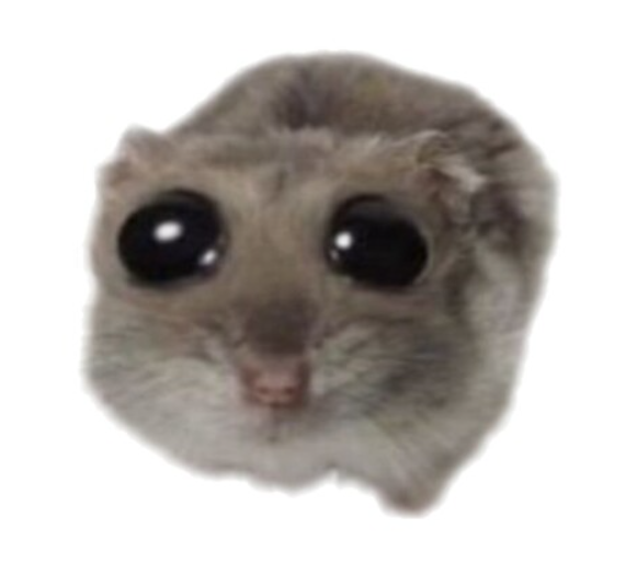 A close-up of a small grey hamster with large glossy black eyes and a tiny pink nose, representing the viral Japanese hamster meme referenced in the post about Solana's normie-friendly content and the $ALTO token.