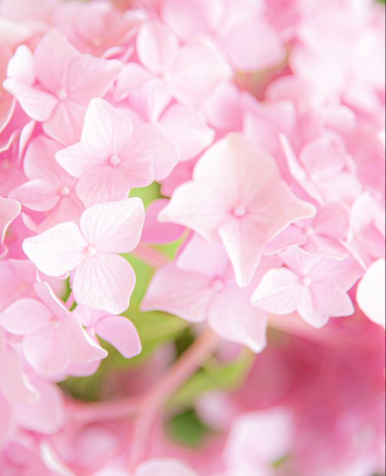 Soft pink hydrangea blossoms fill the frame in a dreamy close-up, mirroring the "Pink Smile" piece's delicate theme of nature's quiet poetry.