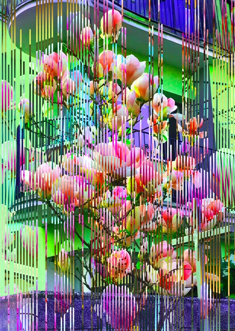 Pink and white magnolia flowers viewed through colorful vertical striped reflections or glass panels, creating a vibrant rainbow effect across the image.