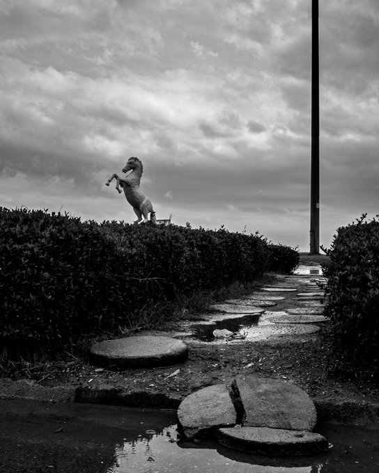 A black and white photograph shows a dog standing on its hind legs atop a hedge, holding an object in its mouth, with a stone path leading through the hedge in the foreground under a cloudy sky.