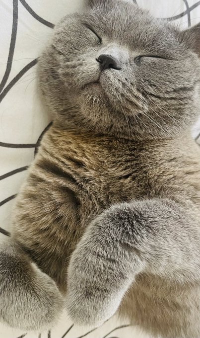 A close-up photograph of a contented gray tabby cat sleeping with its eyes closed and paws curled up on a white patterned bedsheet.