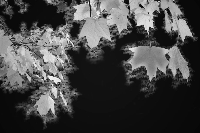 A black and white photograph of maple leaves hanging from branches against a dark background.