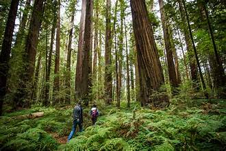 Two hikers walking through a lush green forest of tall redwood trees with dense fern undergrowth.