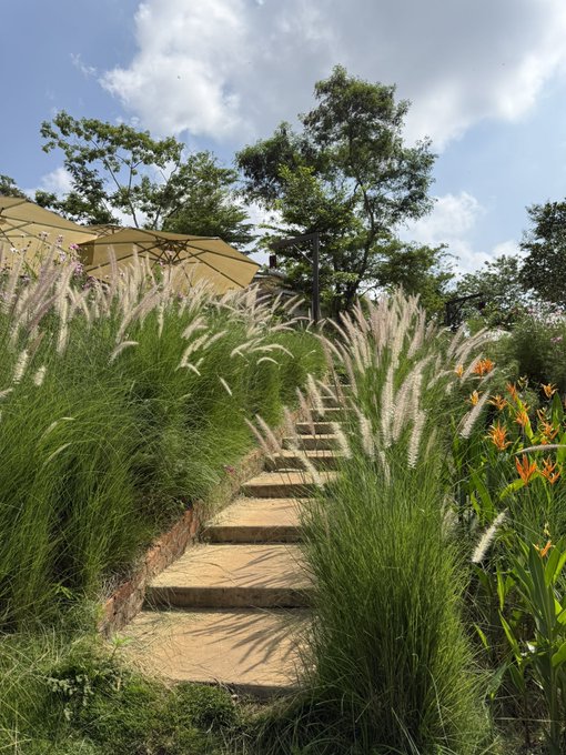Stone steps wind up a lush hillside garden filled with ornamental grasses, blooming orange flowers, and trees, with patio umbrellas visible at the top.