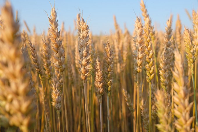 Close-up photograph of golden wheat stalks in a field with a clear blue sky in the background, illuminated by warm sunlight.