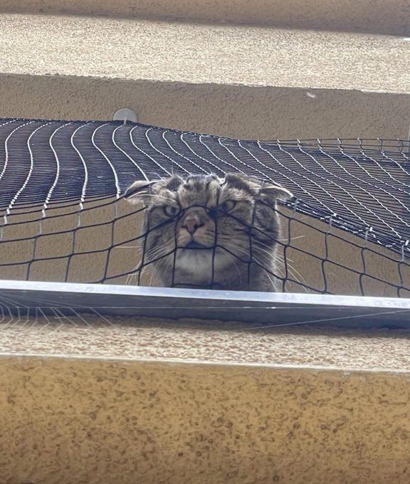 A photograph of a fluffy tabby cat looking out from a balcony or window area, viewed through a black protective wire mesh.