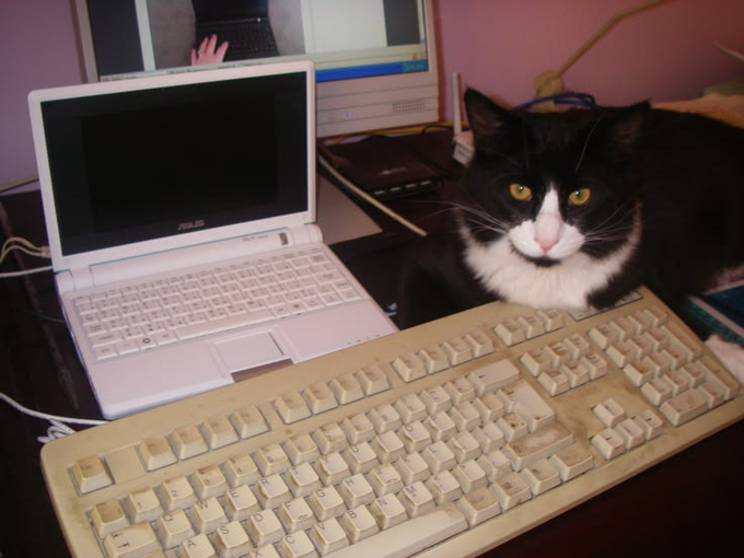 A black and white tuxedo cat sits on a desk behind a large beige keyboard with an ASUS laptop open in front of it, with a pink wall in the background.