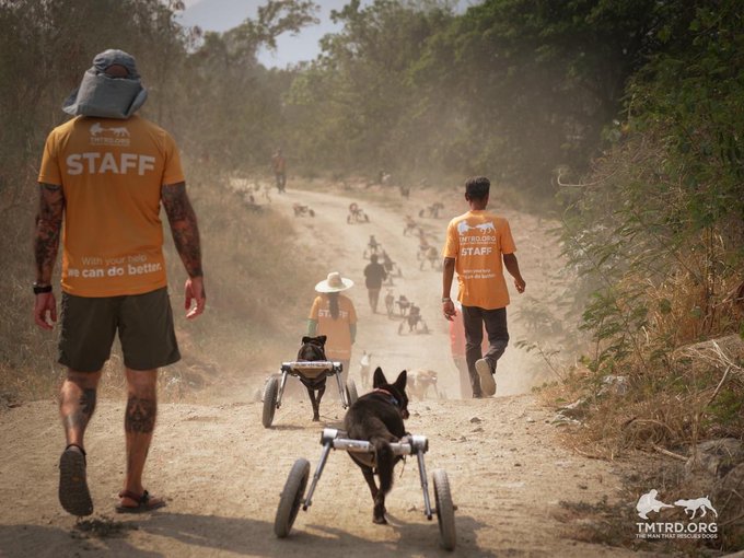 Staff members from "TMTD.ORG - The Man That Rescues Dogs" walk along a dusty dirt road, guiding dogs in wheelchairs to provide mobility assistance. The "STAFF" shirts and the organization's branding tie the image directly to the charitable cause supported by the generous Solana donation, helping rescue dogs in need.