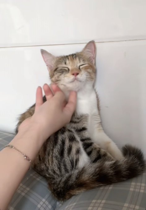 A tabby and white kitten sitting on a plaid surface with closed eyes while a hand gently pets its chin.