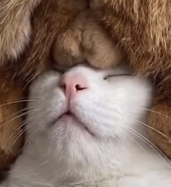 A close-up photo of an orange and white cat with its eyes closed, appearing relaxed with another cat's paw resting on its head.