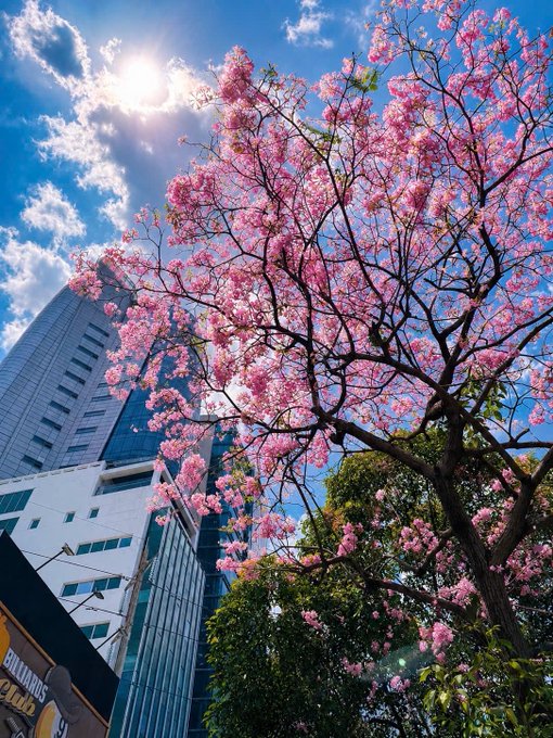 A vibrant pink blossoming tree stands in front of a tall modern skyscraper under a bright blue sky with sun shining through clouds.